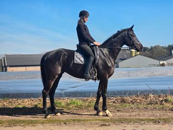 Leuk en lief rijpaard. 7 jaar. Merrie.  beschikbaar voor biedingen