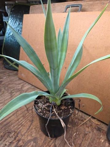 Agave desmettiana beschikbaar voor biedingen