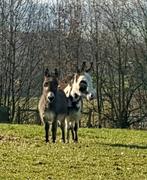 Koppel Amerikaanse mini ezeltje