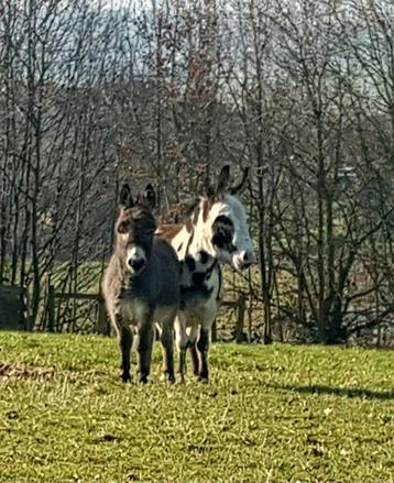 Koppel Amerikaanse mini ezeltje  beschikbaar voor biedingen