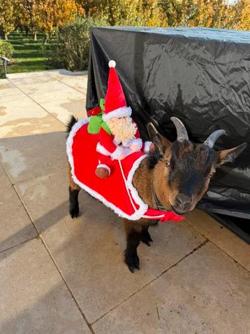 GEZOCHT - vrouwelijk dwerggeit beschikbaar voor biedingen