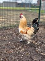 Haan gratis, Dieren en Toebehoren, Pluimvee, Mannelijk, Kip