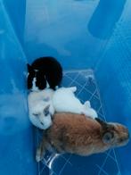 Dwergkonijntjes te koop 10 euro