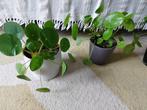 Kamerplanten inclusief bloempot, Huis en Inrichting, Kamerplanten, Ophalen
