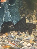Pleco's te koop, Vis, Zoetwatervis
