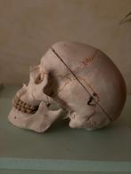 Anatomie, Diversen, Ophalen, Gebruikt
