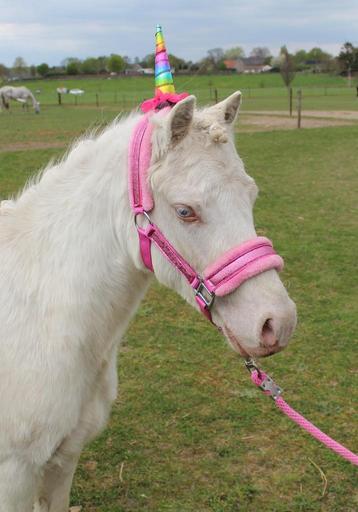 Leuke welsh pony, Hongre