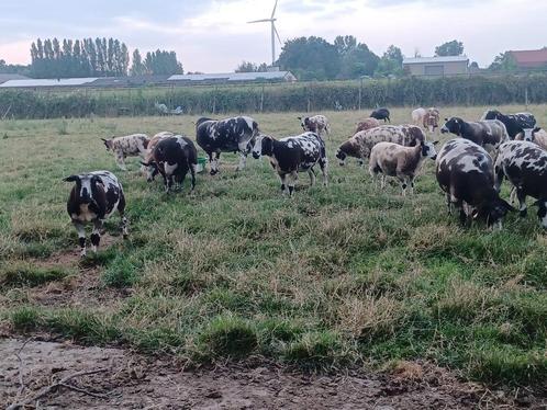 Rammen om te dekken, Dieren en Toebehoren, Schapen, Geiten en Varkens, Schaap, Mannelijk, 0 tot 2 jaar