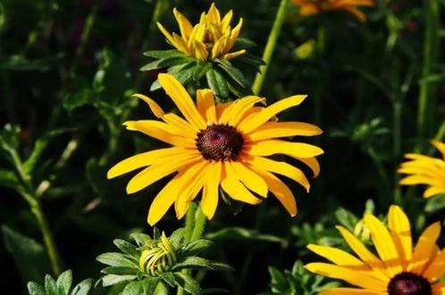 Rudbeckia fulgida "Goldsturm" (zoonehoed), Tuin en Terras, Planten | Tuinplanten, Vaste plant, Overige soorten, Halfschaduw, Zomer