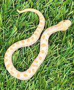 Westelijke haakneusslang, 3 maand, soort: Conda Albino, Dieren en Toebehoren, Reptielen en Amfibieën, Slang, Tam, 0 tot 2 jaar