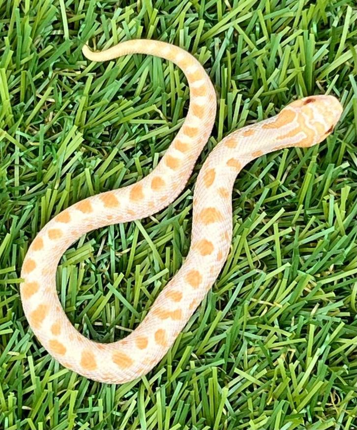 Westelijke haakneusslang, 3 maand, soort: Conda Albino, Dieren en Toebehoren, Reptielen en Amfibieën, Slang, 0 tot 2 jaar, Tam