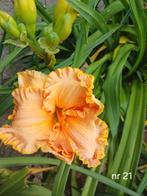 Hemerocallis  nr 21, Ophalen of Verzenden