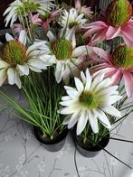 3 magnifiques forfaits contrefaits, Enlèvement ou Envoi