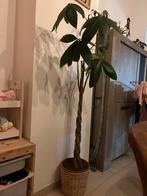 Grote plant te koop, Ophalen