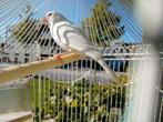 Witte man kanarie van 24 full zanger, Geringd