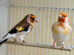 Putters, Dieren en Toebehoren, Meerdere dieren, Wildzangvogel, Geringd