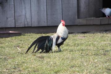 Phoenix hoen  beschikbaar voor biedingen