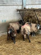 4 mooie jonge ooien herdwick schapen, Dieren en Toebehoren, Schapen, Geiten en Varkens, Vrouwelijk, Schaap