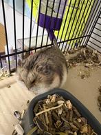 Hamster met toebehoren, Dieren en Toebehoren, Ophalen, Kooi, Hamster