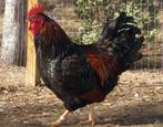 Barnevelder haan raszuiver, Kip