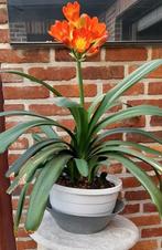 Kamerplant in pot (Clivia's), Huis en Inrichting, Kamerplanten, Ophalen, Overige soorten, Halfschaduw, In pot