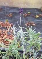 jonge lavendelplantjes lanvendel plantje 42 stuks 50ct/st., Ophalen, Zomer, Vaste plant