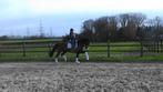 Talentvolle 10 jr Johnson merrie, Z dressuur, Dieren en Toebehoren, Paarden, Merrie, Z, Gechipt, Dressuurpaard