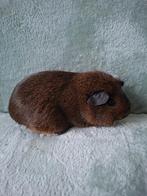 Cavia zeug, Domestique, Mai, Cobaye, Femelle