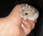 Russische dwerghamsters, Hamster