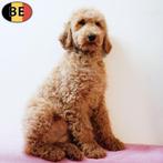 Koningspoedel teefjes - Belgische pups te koop, Dieren en Toebehoren, Honden | Chihuahua's en Gezelschapshonden, Poedel, Parvo