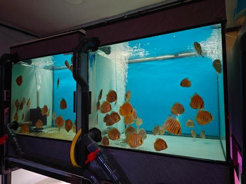 Discusvissen, Dieren en Toebehoren, Vissen | Aquaria en Toebehoren, Zo goed als nieuw, Ophalen