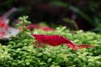 Neocaridina davidi | Vuurgarnalen, Dieren en Toebehoren, Vissen | Aquariumvissen