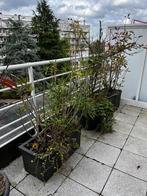 Plantes a donner, Tuin en Terras, Planten | Tuinplanten, Ophalen, Vaste plant