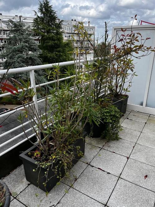 Plantes a donner, Tuin en Terras, Planten | Tuinplanten, Vaste plant, Ophalen