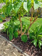 Colocasia pink china, Ophalen, Vaste plant
