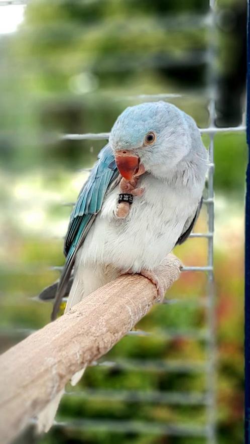 Halsband parkiet te koop of ruilen, Dieren en Toebehoren, Vogels | Parkieten en Papegaaien, Parkiet, Geringd