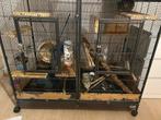 Hok + 2 chinchilla’s, Dieren en Toebehoren, Knaagdieren, Chinchilla, Mannelijk, Tam, Oktober