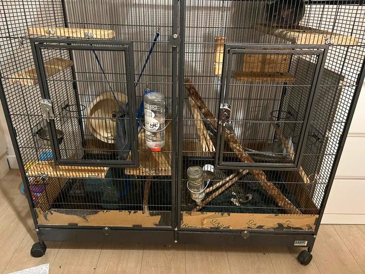 Hok + 2 chinchilla’s, Dieren en Toebehoren, Knaagdieren, Mannelijk, Chinchilla, Oktober, Tam