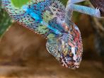 Nakweek panterkameleons furcifer pardalis ambilobe, Dieren en Toebehoren, Reptielen en Amfibieën, Amfibie