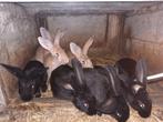 konijnen, konijnen jongen, kweekkonijnen, Meerdere dieren, 0 tot 2 jaar, Middelgroot