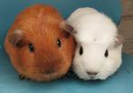 2 jonge cavia's, Dieren en Toebehoren, Knaagdieren, Maart, Vrouwelijk, Cavia