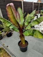 Zeer grote Ensete Maurelli 1,5M - Rode Banaanplant, Tuin en Terras, Bloembollen en Zaden, Ophalen