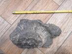 fossile Ammonite - 35cm x 17cm x 10cm, Fossile, Enlèvement