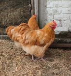 orpington hanen, Dieren en Toebehoren, Pluimvee