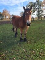 Knap boerenpaard, Dieren en Toebehoren, Paarden
