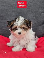 biewer yorkshire pups, Dieren en Toebehoren, Honden | Jack Russells en Terriërs, Yorkshire Terriër, België, CDV (hondenziekte)