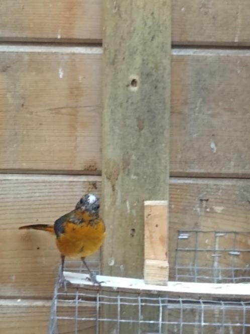 Witkruinlawaaimaker pop 2025, Dieren en Toebehoren, Vogels | Overige Vogels, Tropenvogel, Vrouwelijk, Tam, Geringd