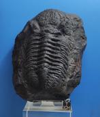 Moulage trilobite, Envoi