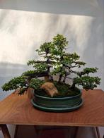 𝗣𝗿𝗮𝗰𝗵𝘁𝗶𝗴𝗲 28j Chinese iep Yose-ue.  Bonsai te koop, Ophalen, In pot