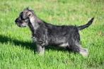 Dwergschnauzer pups te koop